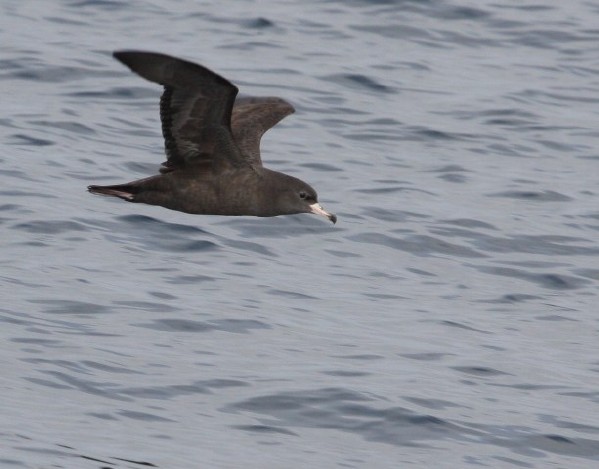 Flesh-footed Shearwater